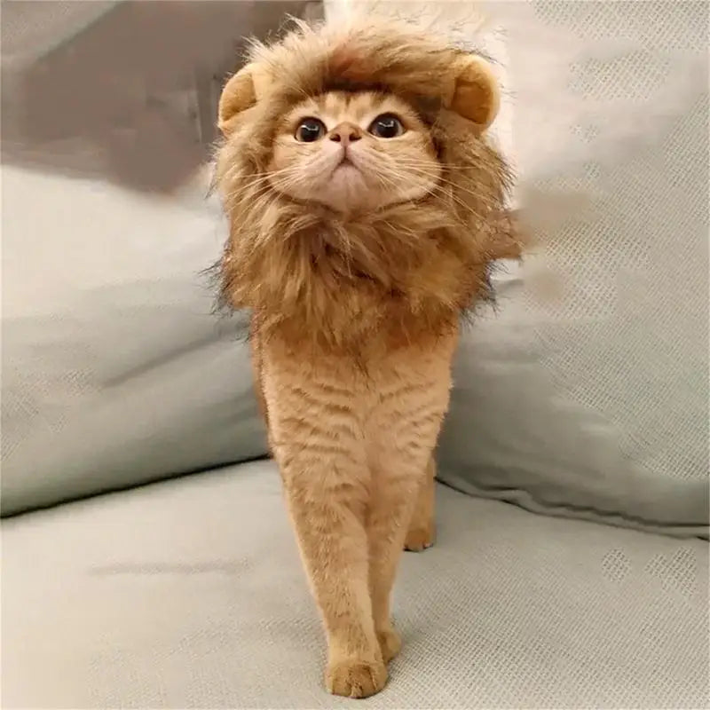 Crinière de lion pour chat