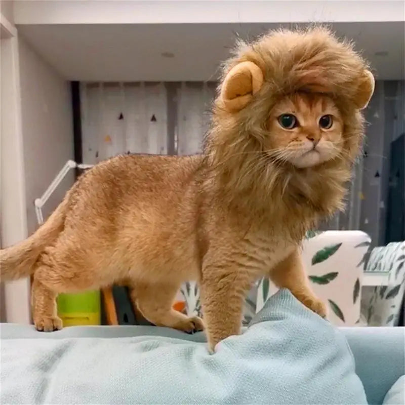 Crinière de lion pour chat